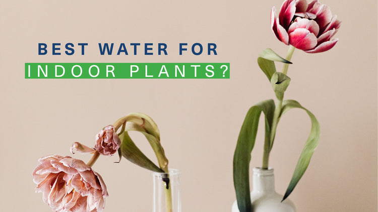 Could Tap Water Be Harming Your Indoor Plants?