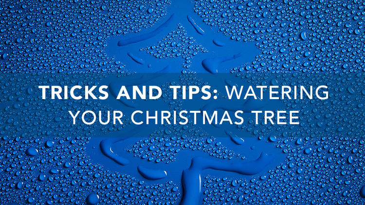 Tricks and Tips: Watering Your Christmas Tree