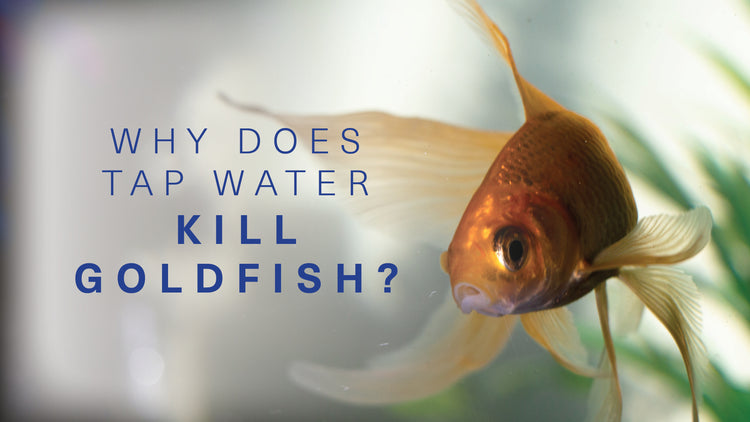 What does tap water do to fish?