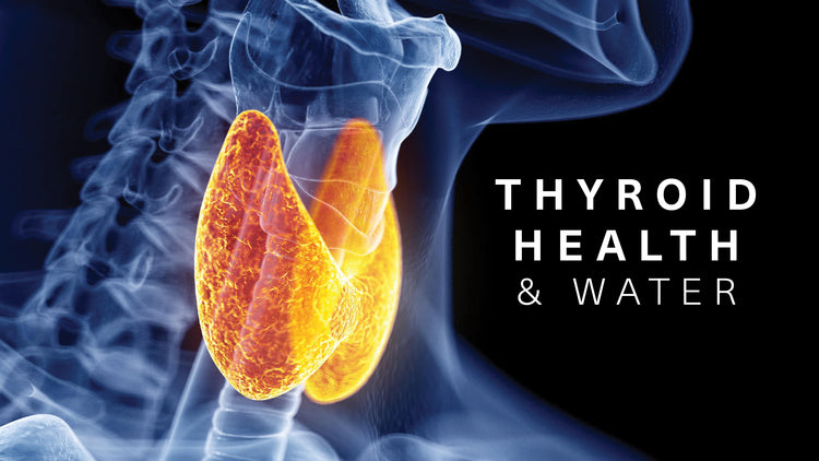 How Water Intake Affects Your Thyroid Health and Function